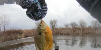 angler holds up panfish caught while kayak ice fishing on an early winter pond