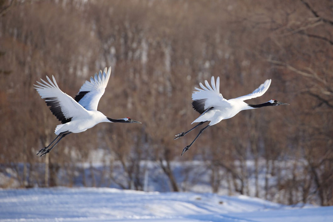 Cranes taking flight with snow and bare trees in background