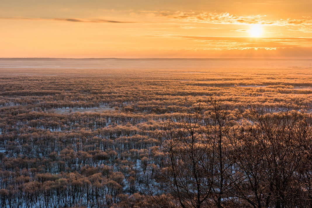 Overhead view of bare trees with snow on ground and sunrise in distance
