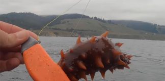 offshore angler snags sea cucumber from ocean floor