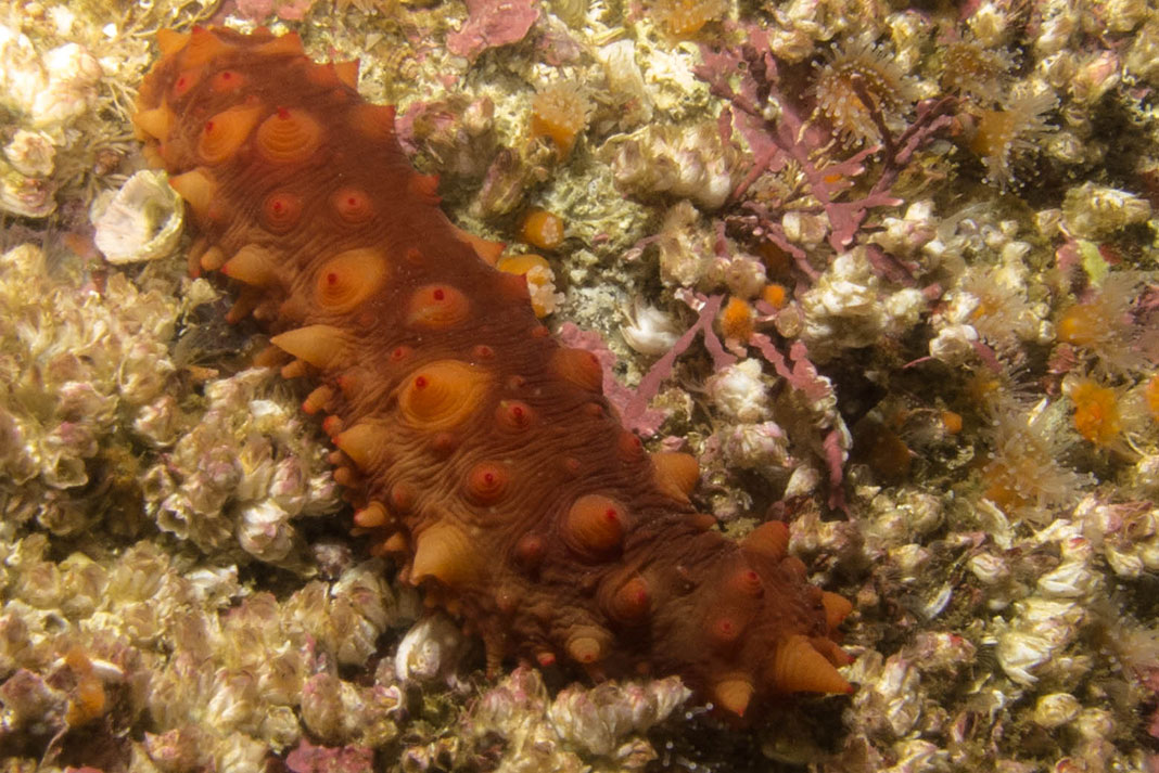 giant California sea cucumber on the ocean floor