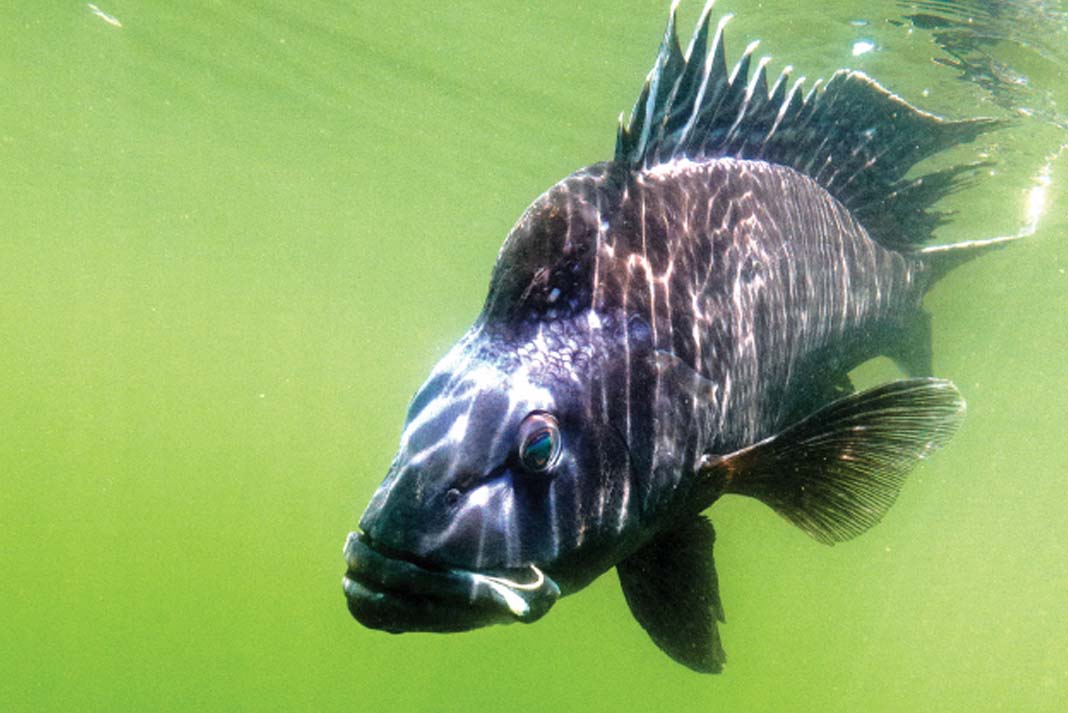 Sea Bass Fishing Heats Up Kayak Angler