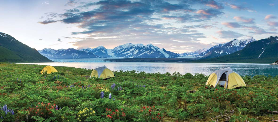 WILDFLOWERS COLONIZE THE EXPOSED SHORES OF RUSSELL FIORD, CREATING A RIOT OF COLOR FOR CAMPERS. Photo: A. Andis 