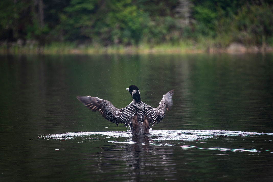 A loon flaps its wings in Boundary Waters