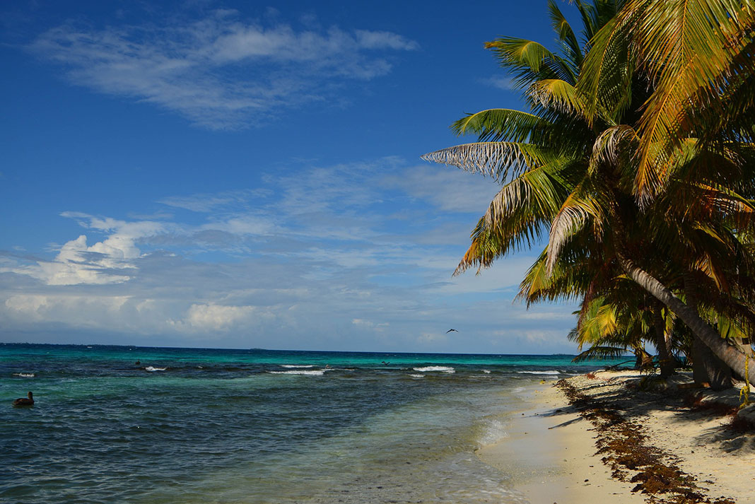 white sand beach with palm trees in Belize