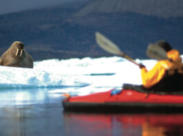 man on arctic paddling trip watches a walrus on an ice floe