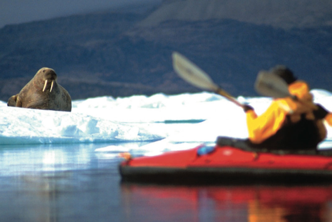 arctic sea kayaker watches walrus from the water on the trip of a lifetime