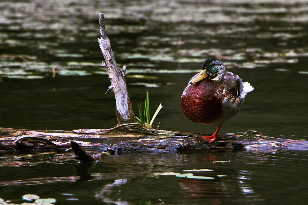 Male mallard duck stands on one foot on a partially submerged log.