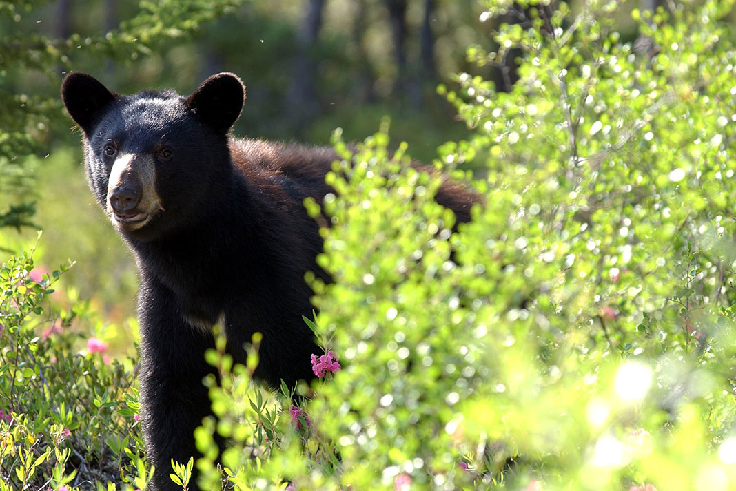 young black bear in James Bay, Canada