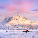 Sublime Encounters With Orcas In Norway kayakers paddle near orcas at dawn in front of a snowy mountain landscape