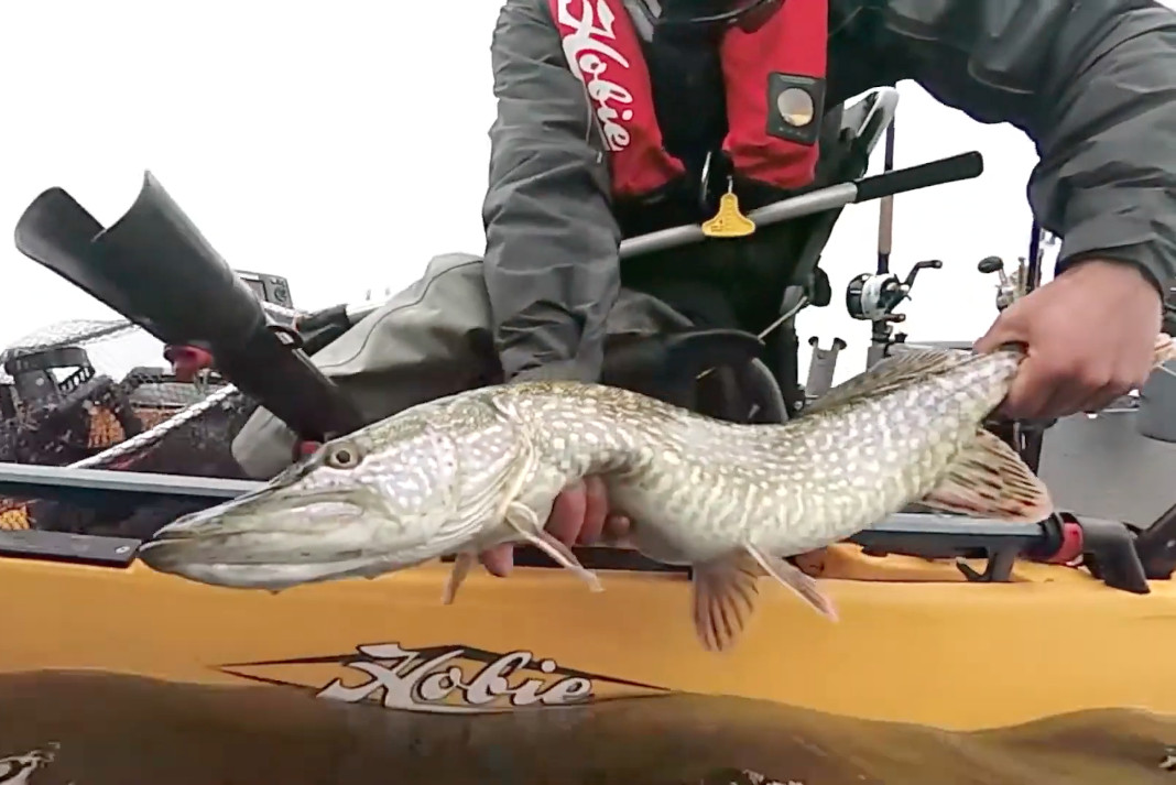 Pike shown from Hobie Kayak