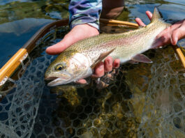 person holds a trout caught with a dry dropper rig
