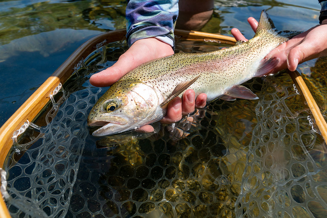 person holds a trout caught with a dry dropper rig