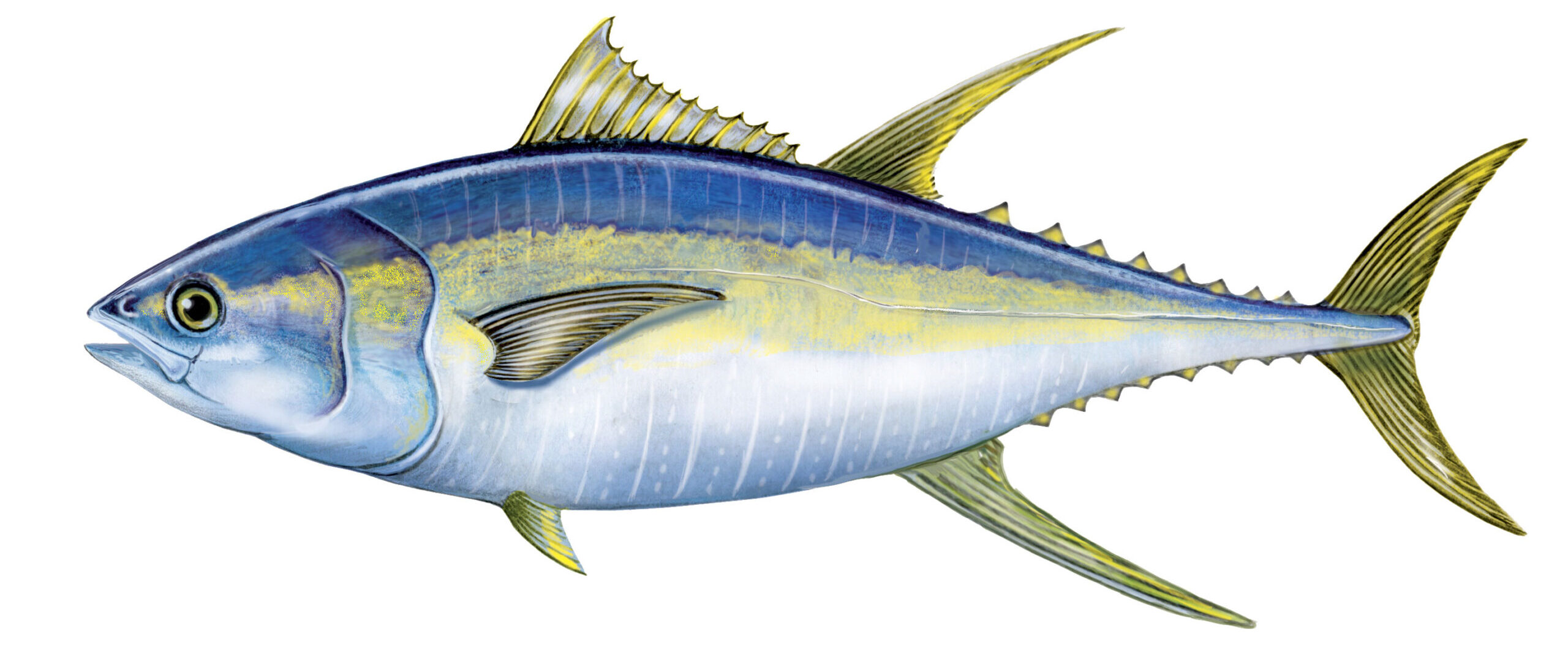 illustration of a yellowfin tuna