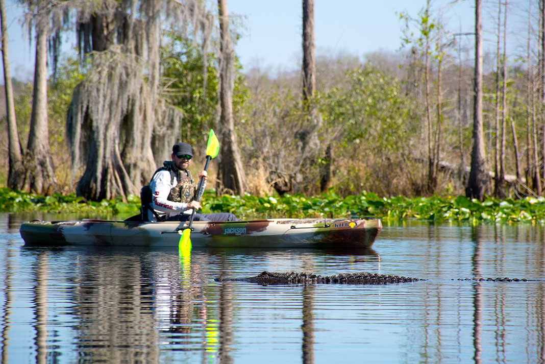 kayaker paddles through Georgia backwater past an alligator