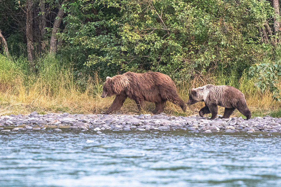 mother bear and cub walk along the water's edge in Alaska