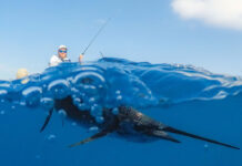 man fishes for a sailfish which swims in the blue water