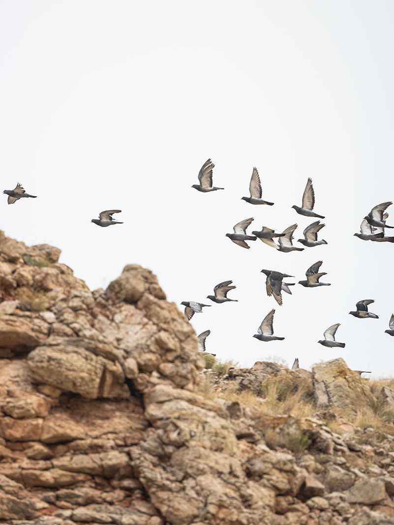 doves fly along cliff walls at Bighorn Canyon in Wyoming