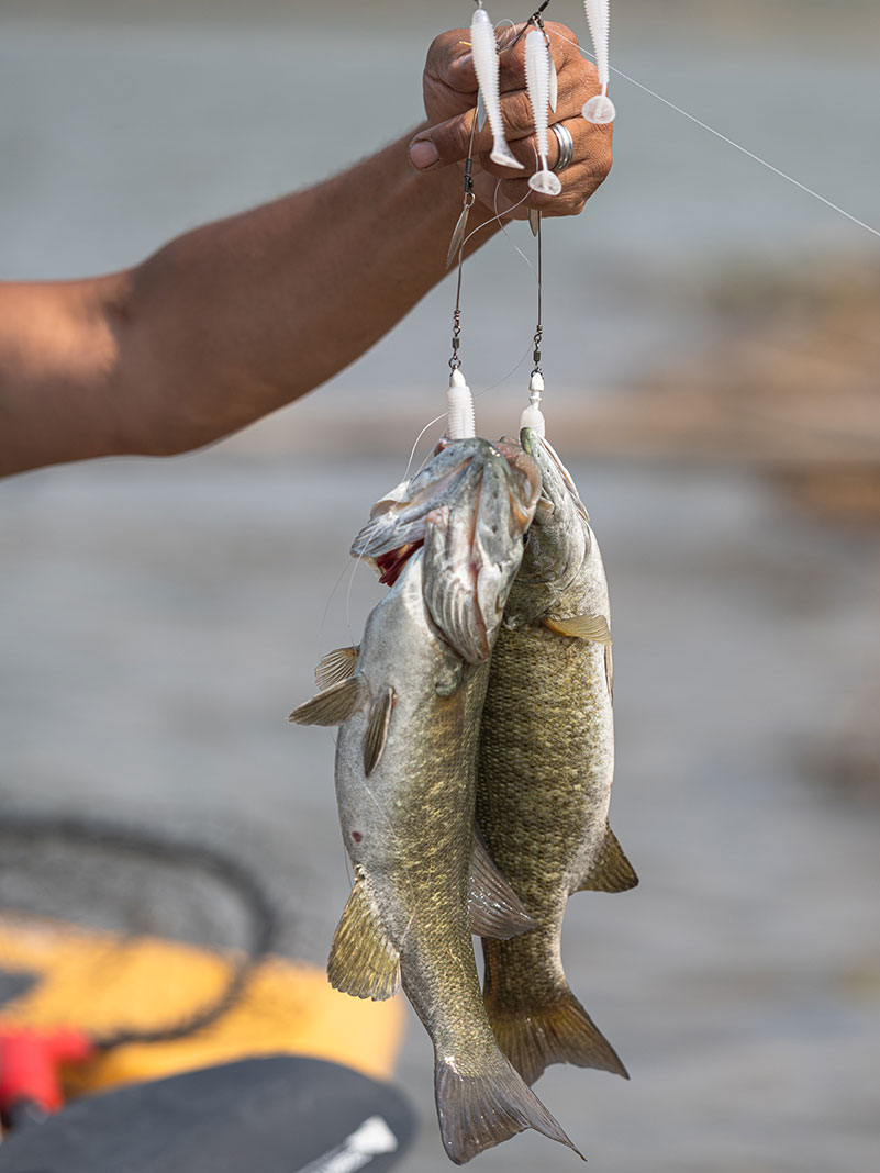 person holds up a stringer with two smallmouth bass in Wyoming