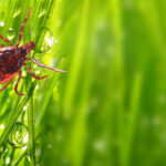 stock photo of a tick climbing in dewy grass