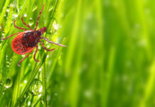 stock photo of a tick climbing in dewy grass