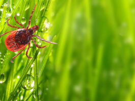stock photo of a tick climbing in dewy grass