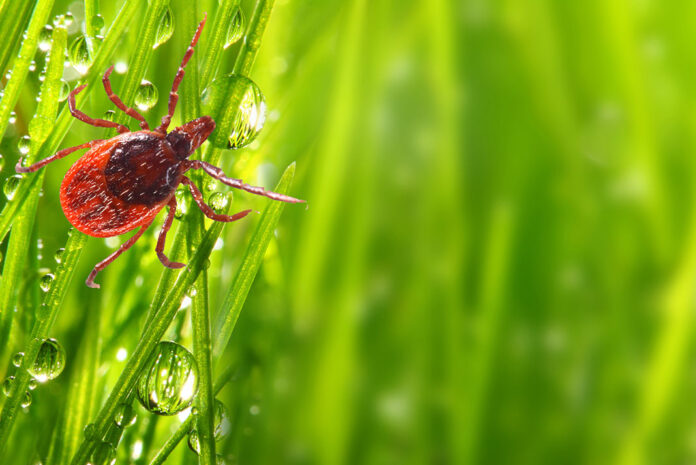 stock photo of a tick climbing in dewy grass