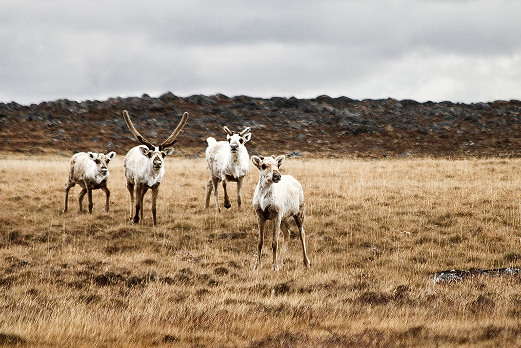 a group of caribou in Canada's Arctic