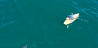 Drone spotting great white shark and kayak angler.