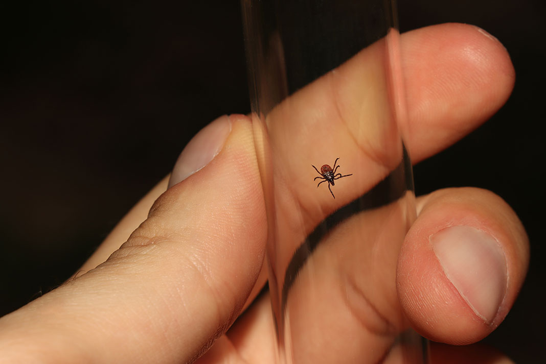 person holds up a tick in a glass beaker