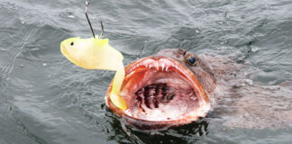 a lingcod tries to eat a yellow soft plastic lure