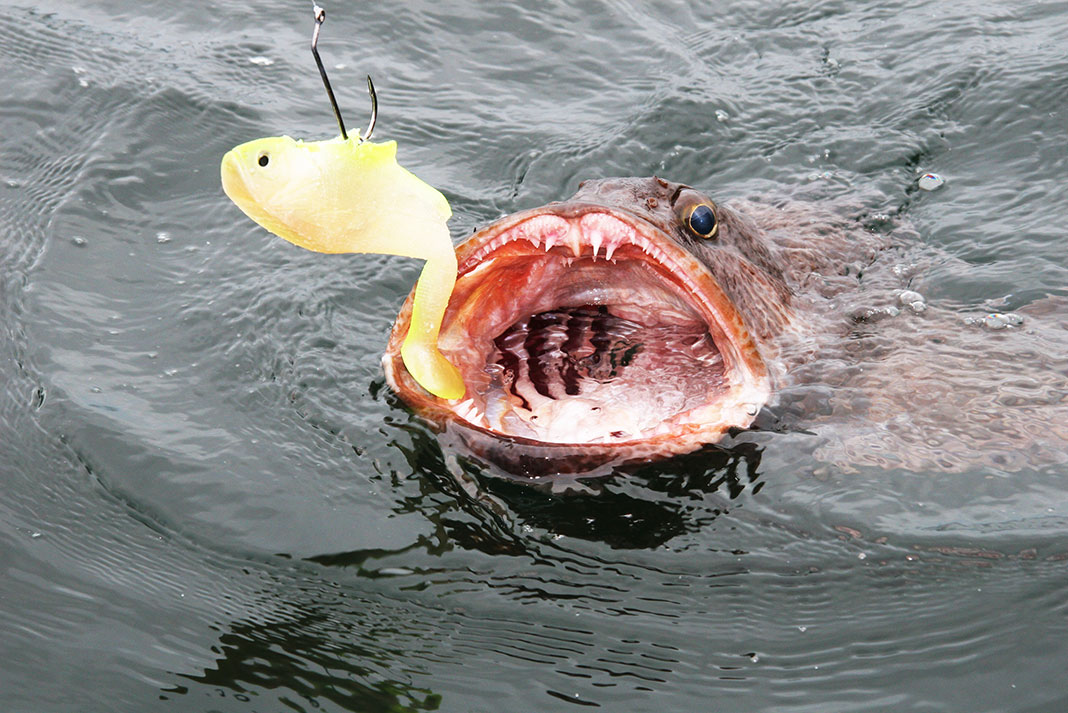 a lingcod tries to eat a yellow soft plastic lure