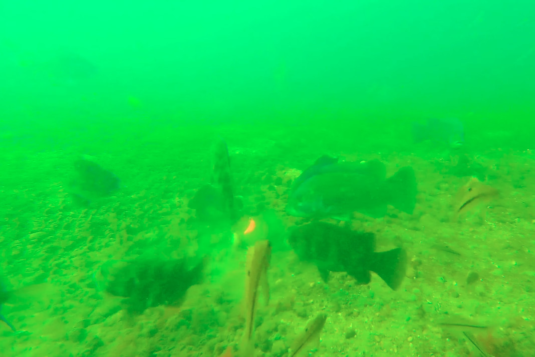Fish surrounding jig bait.