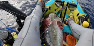 Angler watches shark annihilate tuna