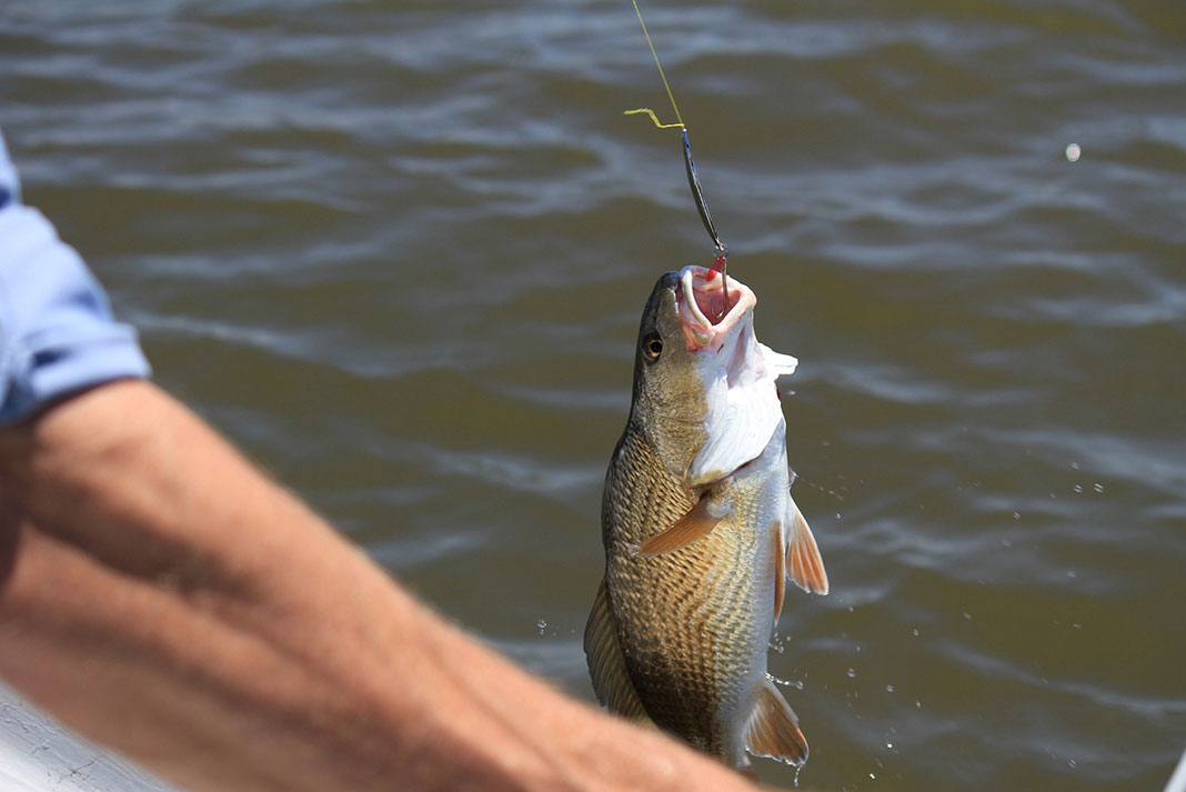 a fish hanging from a fishing hook with fisherman's arm in the foreground