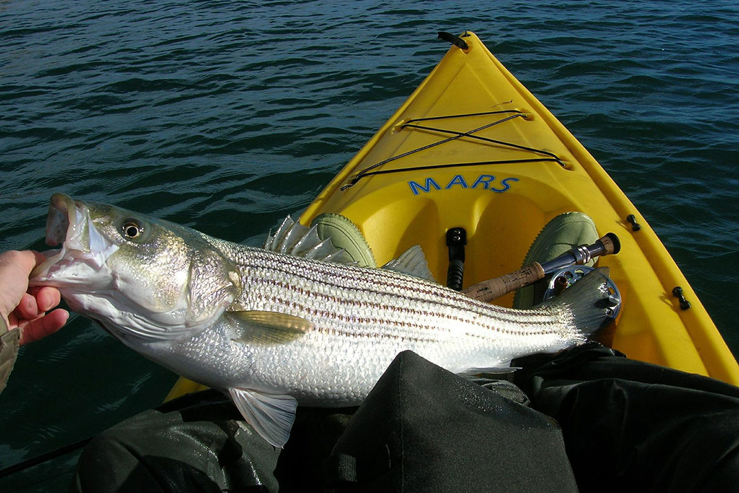 kayak angler holds a striped bass