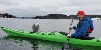 A kayaker saves this snowy owl from an attack