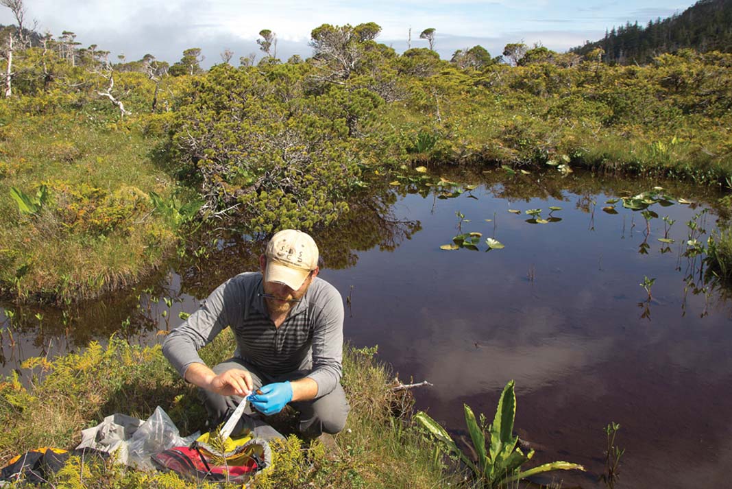 researcher crouches down in Alaska alpine pond to take sample from amphibian
