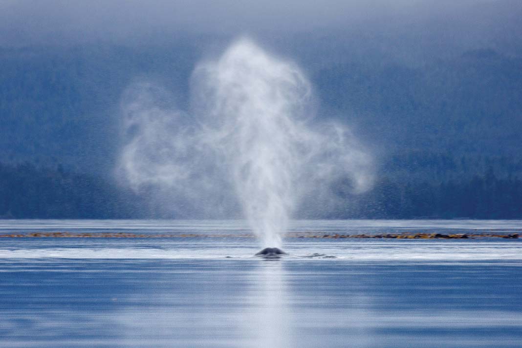 humback whale breaches near the Maurelle Islands in Alaska