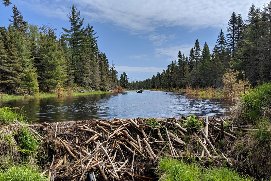 Beaver dam in foreground and lake lined with trees in background.