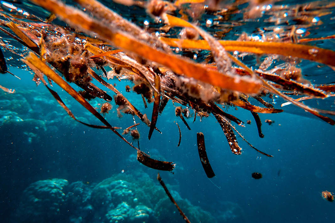 The Secret Life Of Seaweed