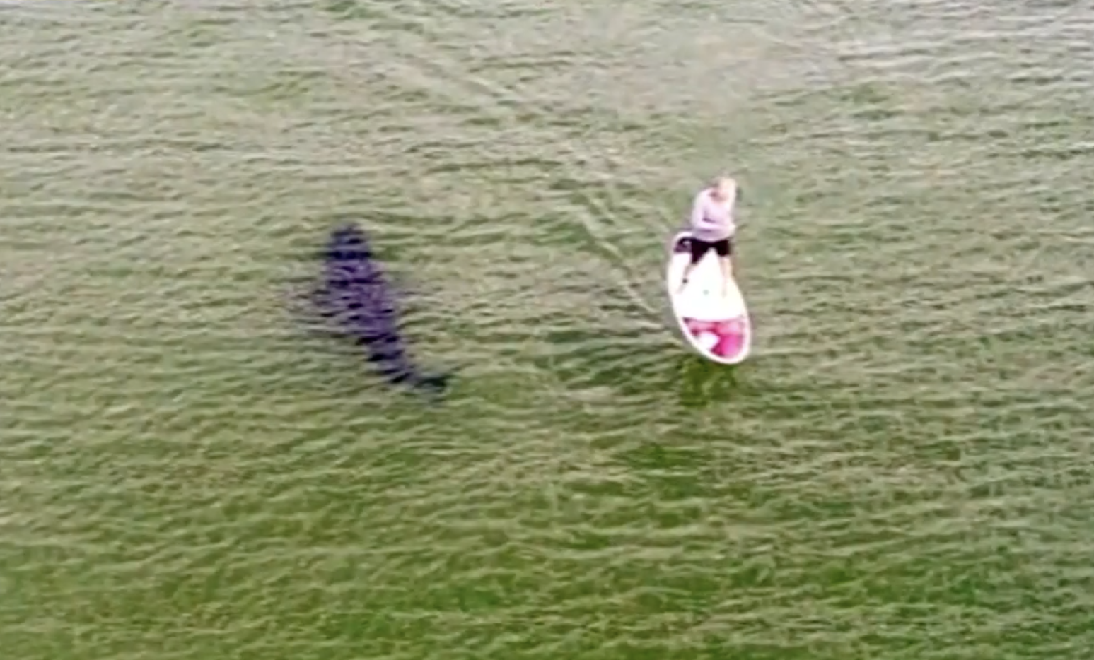 curious-shark-lingers-beneath-paddleboard