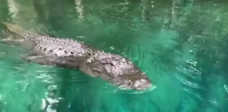 alligator swims towards paddleboard
