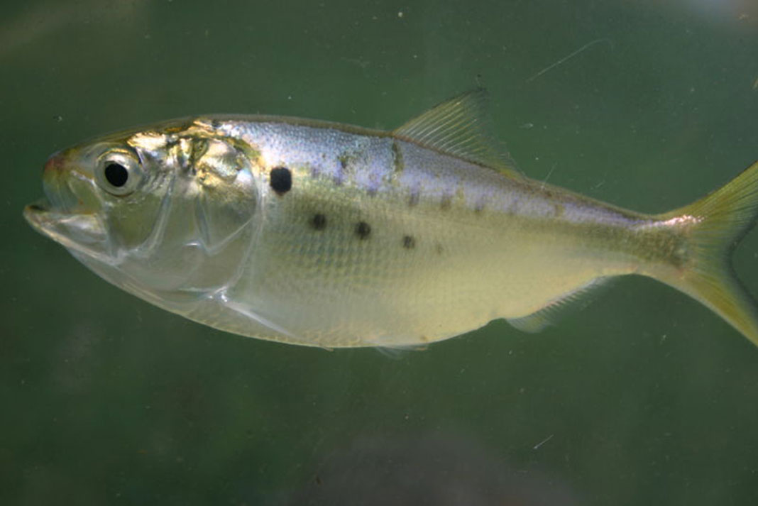 Atlantic menhaden fish, brevoortia tyrannus by Brian Gratwicke/Wikimedia
