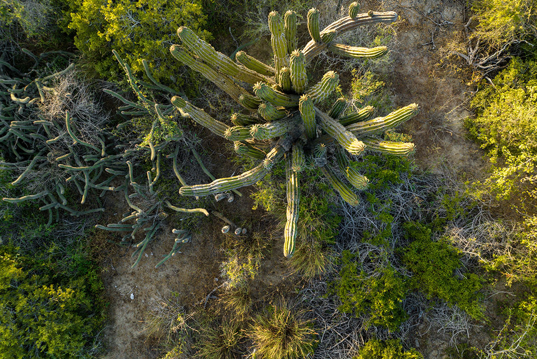 overhead photo of a large cactus and other plants in Baja Mexico