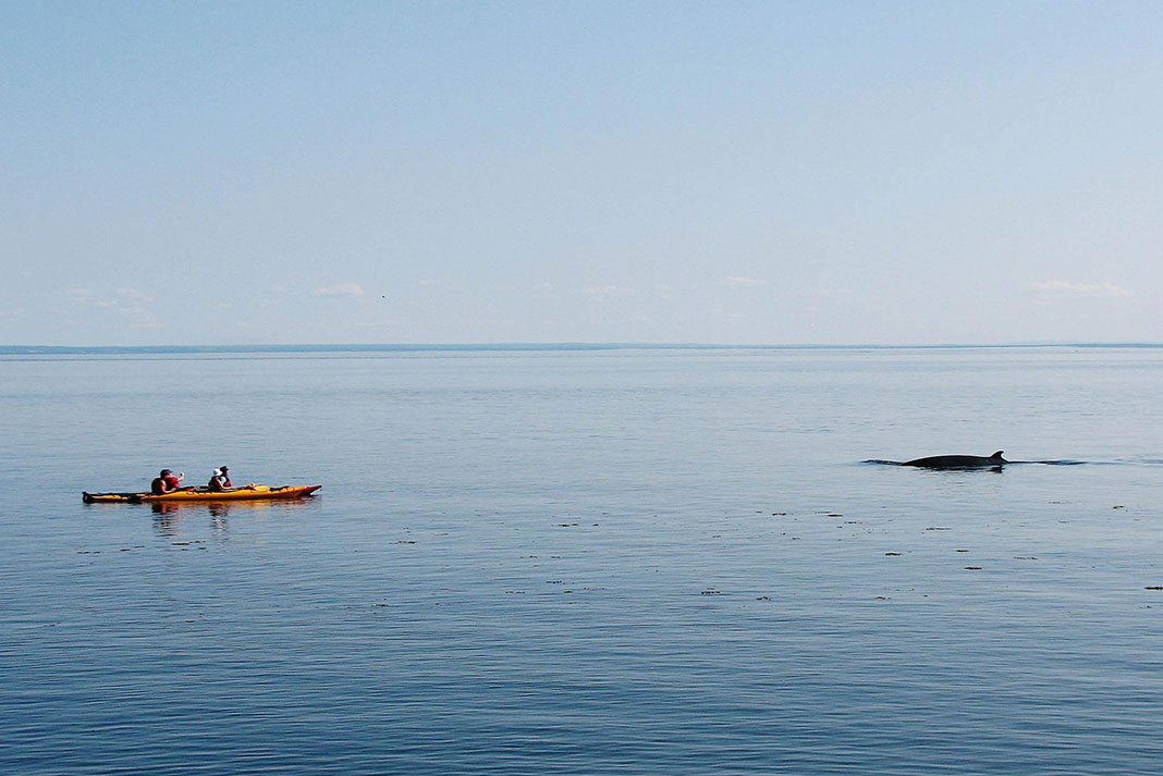 kayakers watch whales