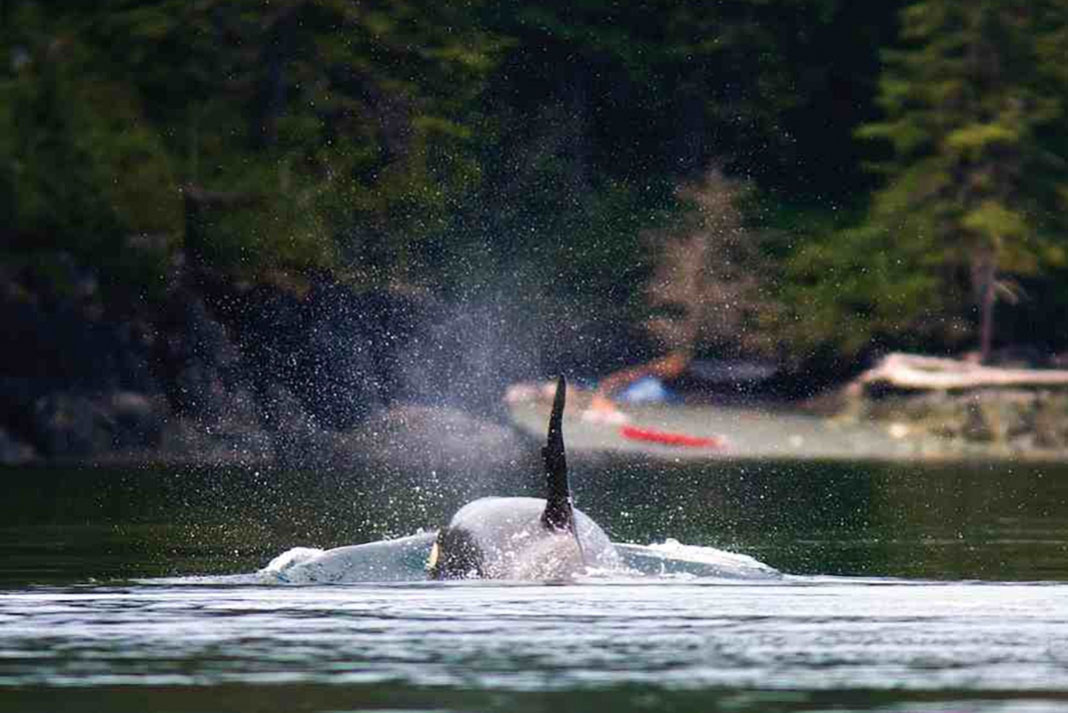 whale surfaces in front of a campsite with kayaks on the beach