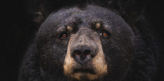 close up of a black bear face