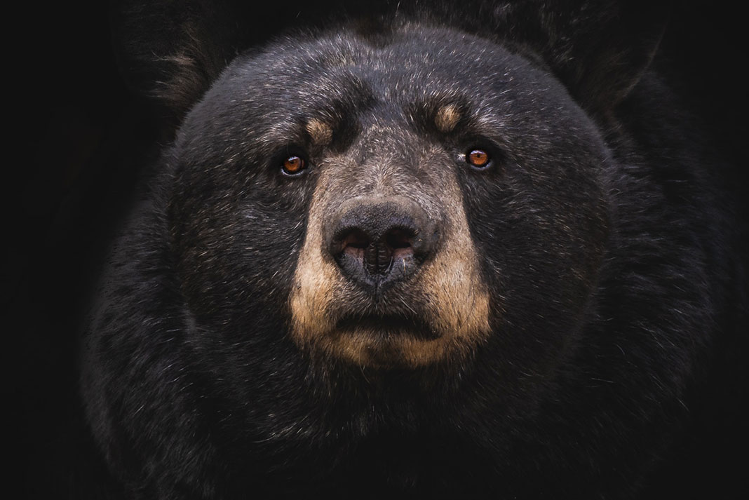close up of a black bear face