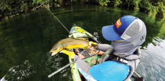 Big brown trout draw anglers to the White River, in Arkansas, kayak anglers included